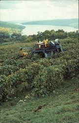 Grape Harvesting Postcard