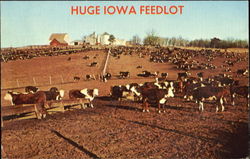 Huge Iowa Feedlot Cows & Cattle Postcard Postcard