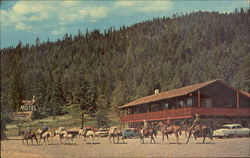 Flying R Lodge & Motel Postcard