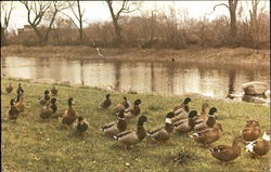 Wildlife Shiawassee River Owosso, MI Postcard Postcard