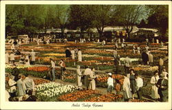 Nelis Tulip Farms Postcard