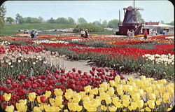 It's Tulip Time Every Year In May Postcard