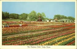 The Famous Nelis Tulip Farm Postcard