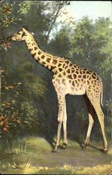 Giraffe Postcard