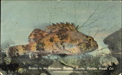 Sculpin In Submarine Gardens, Avalon Postcard