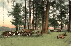 Casino Farm Postcard