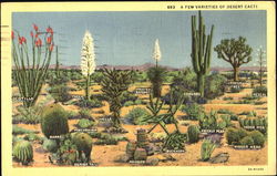 A Few Varieties Of Desert Cacti Cactus & Desert Plants Postcard Postcard