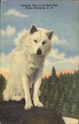 Kingikok, King Of The Sled Dogs Postcard