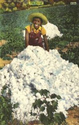 Cotton Picking - The Payoff Postcard