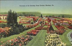 Terraces Of The Hershey Rose Garden Postcard