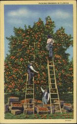 Picking Oranges In Florida Postcard Postcard