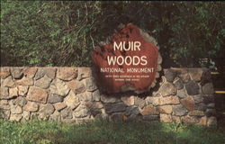 Muir Woods National Monument Mill Valley, CA Postcard Postcard