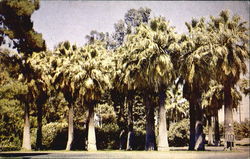 Palms In Roeding Park Postcard