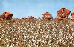 Cotton Picking The Wiregrass Area Dothan, AL Postcard Postcard