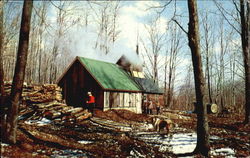 Maple Sugaring In Vermont Postcard