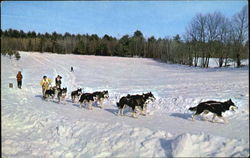 Championship Dog Sled Racing Postcard