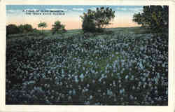 A Field of Blue Bonnets, The Texas State Flower Postcard