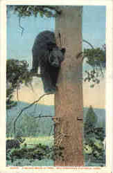 A Black Bear In Tree Postcard