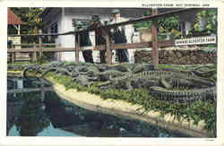 Alligator Farm Hot Springs, AR Postcard Postcard