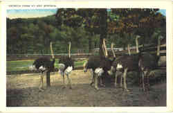 Ostrich Farm At Hot Springs Arkansas Postcard Postcard