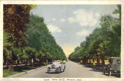 Palm Drive Postcard