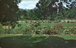 The University Of Minnesota Landscape Arboretum, 3675 Arboretum Drive Postcard