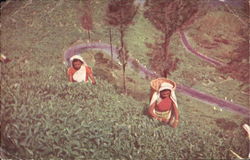 Tea Pluckers At Work Ceylon Southeast Asia Postcard Postcard