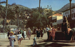 Avenida La Crescenta Avalon Postcard