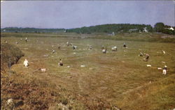 Cranberry Bog At Picking Time Cape Cod, MA Postcard Postcard