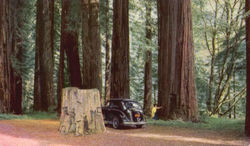 Redwood Grove, U. S. Highway 101 Dyerville, CA Postcard Postcard