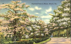 Dogwood Trees In Bloom Atlanta, GA Postcard Postcard