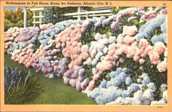 Hydrangeas In Full Bloom Along The Parkway Atlantic City, NJ Postcard Postcard