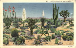 A Few Varieties Of Desert Cacti Postcard