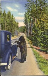 A Bear Beggar, Yellowstone National Park Postcard Postcard