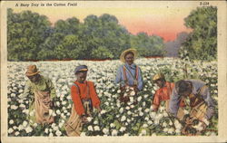 A Busy Day In The Cotton Field Black Americana Postcard Postcard