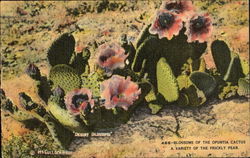 Desert Blossoms Postcard