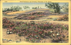 Sand Verbenas And Evening Primroses Of The Desert Postcard