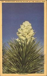 Magnificent Waxlike Bloom Of The Joshua Tree Postcard