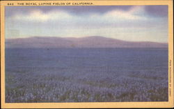 The Royal Lupine Fields Of California Scenic, CA Postcard Postcard