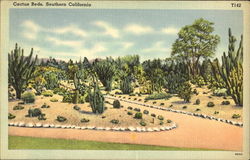 Cactus Beds Postcard