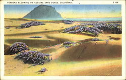 Verbena Blooming On Costal Sand Dunes Postcard