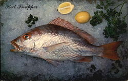 Red Snapper Galveston, TX Postcard Postcard