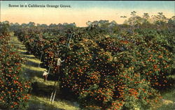 Scene In A California Orange Grove Postcard