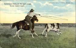 Lassoing A Steer Rodeos Postcard Postcard