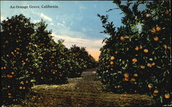 An Orange Grove Postcard