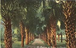 An Avenue Of Palms Postcard