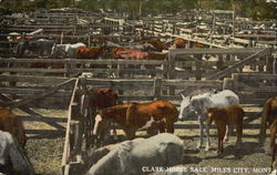 Clark Horse Sales Miles City, MT Postcard Postcard