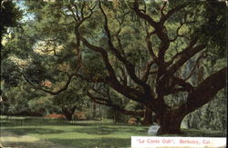 Le Conte Oak Postcard