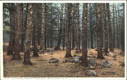 Cathedral Woods Postcard