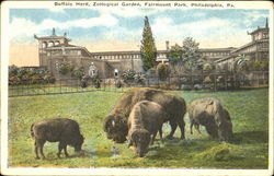 Buffalo Herd, Zoological Garden, Fairmount Park Philadelphia, PA Postcard Postcard